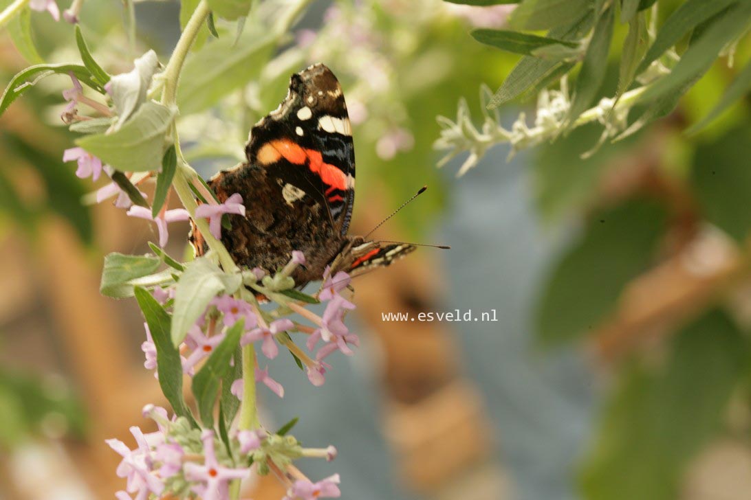 Buddleja pikei