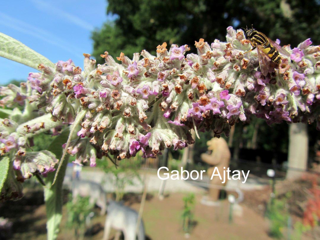 Buddleja yunnanensis