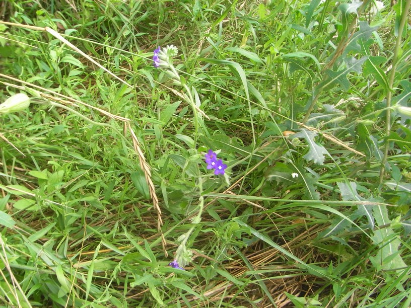 Buglossoides purpurocaerulea