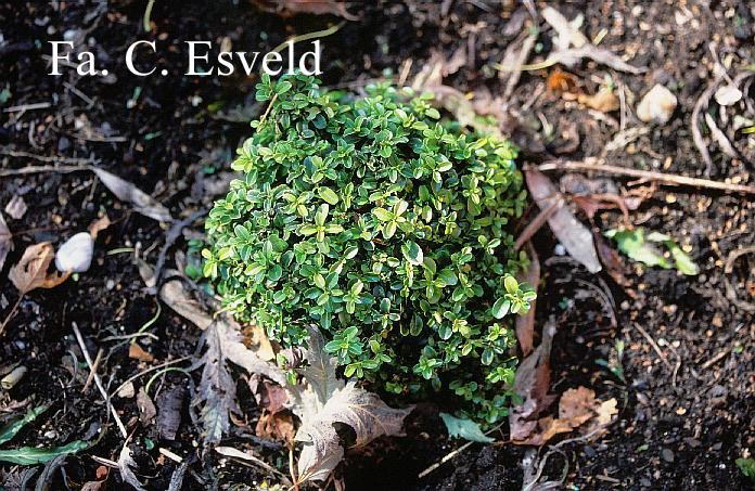 Buxus 'Green Pillow'