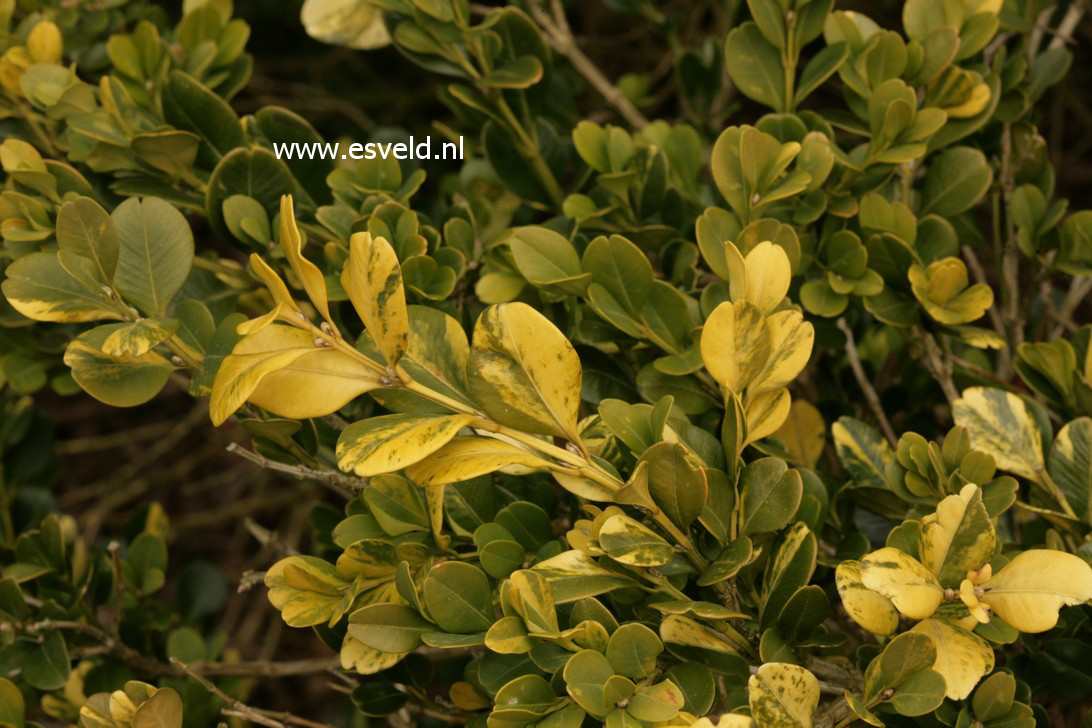 Buxus microphylla 'Kinsha'