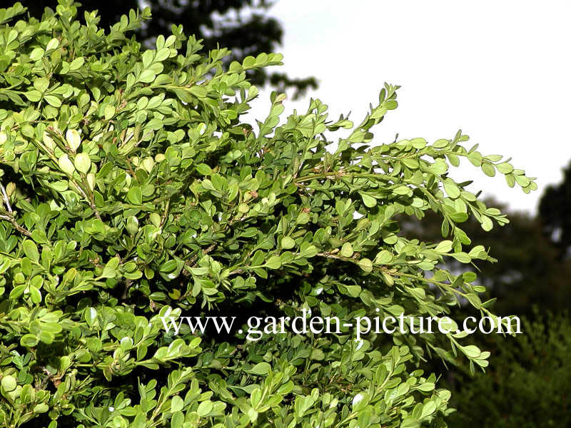 Buxus microphylla 'Trompenburg'
