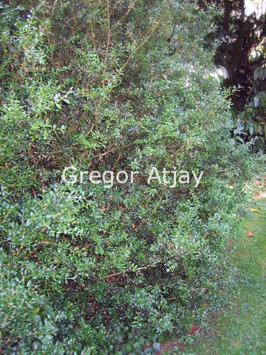 Buxus sempervirens 'Hollandia'