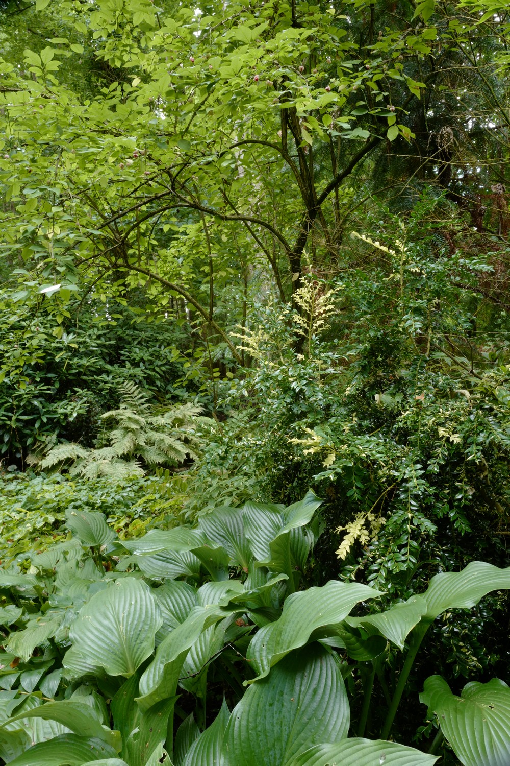 Buxus sempervirens 'Karmen'