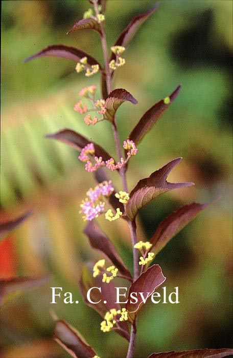 Callicarpa dichotoma 'Issai'