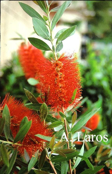 Callistemon citrinus