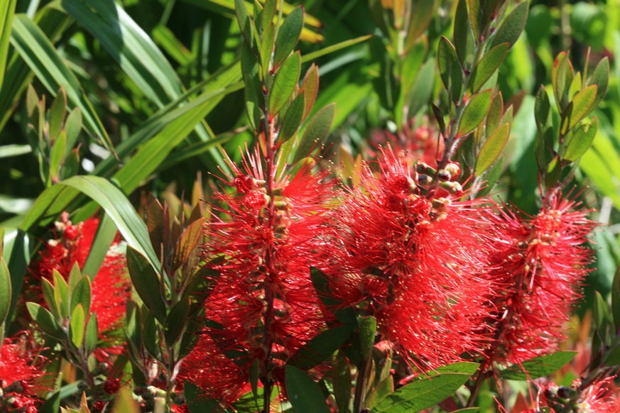 Callistemon rugulosus