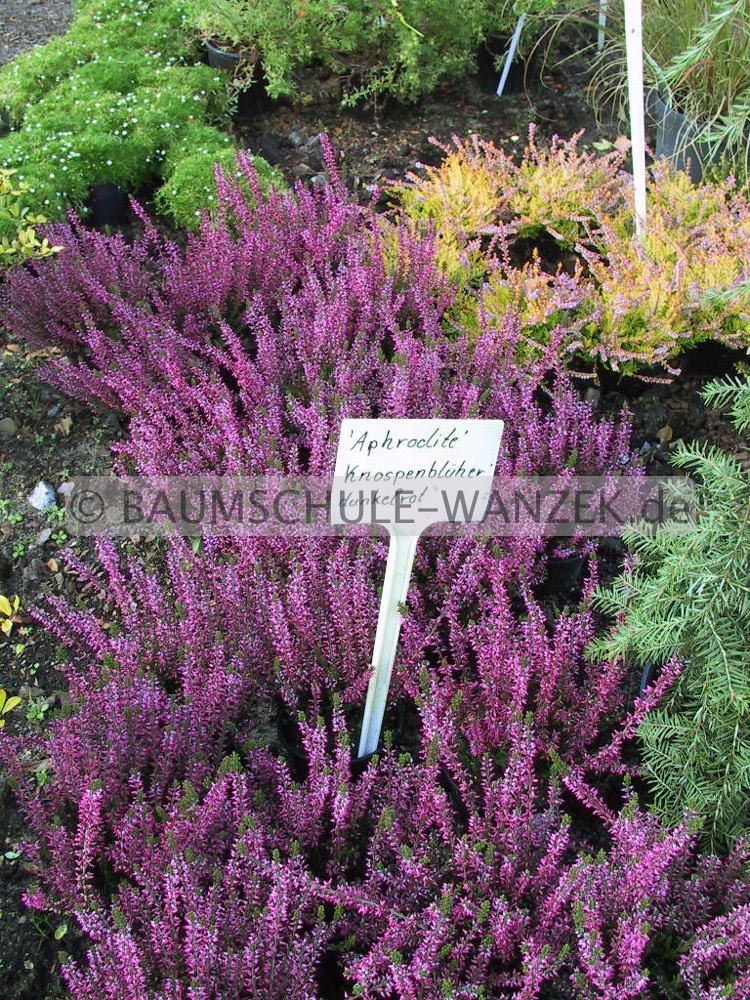 Calluna vulgaris 'Aphrodite' (GARDEN GIRLS)