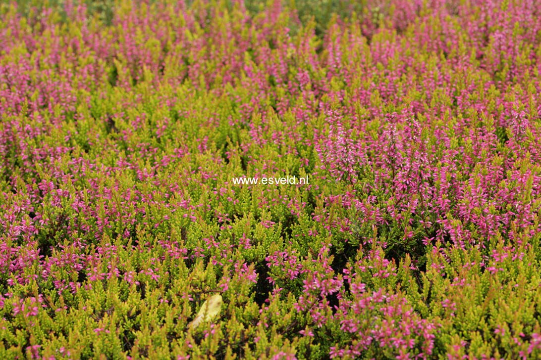 Calluna vulgaris 'Bonita' (GARDEN GIRLS)