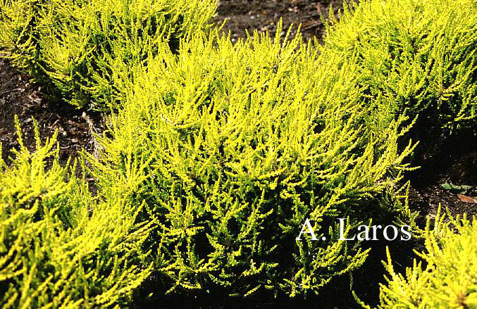 Calluna vulgaris 'David Hagenaars'