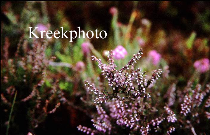 Calluna vulgaris