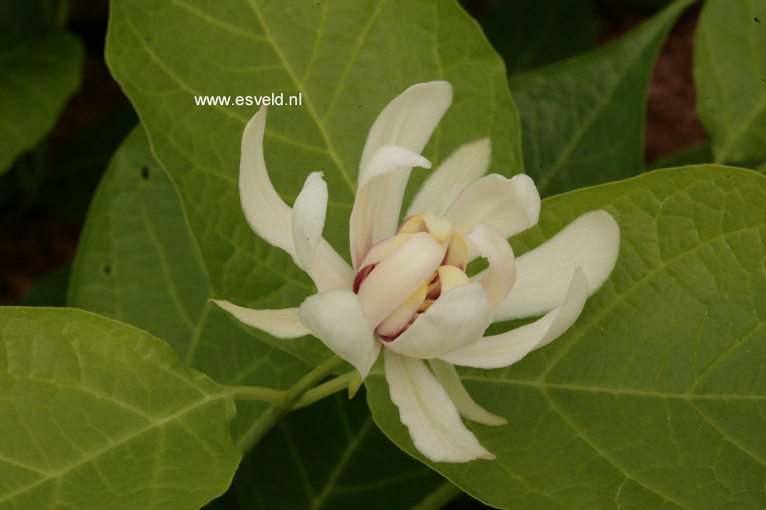 Calycanthus 'Venus'