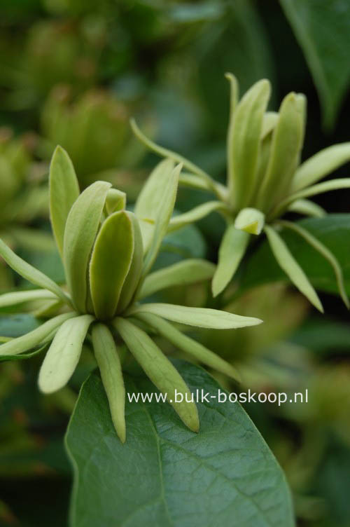 Calycanthus floridus 'Athens'