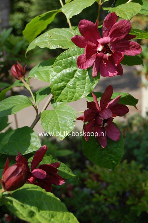 Calycanthus raulstonii 'Hartlage Wine'
