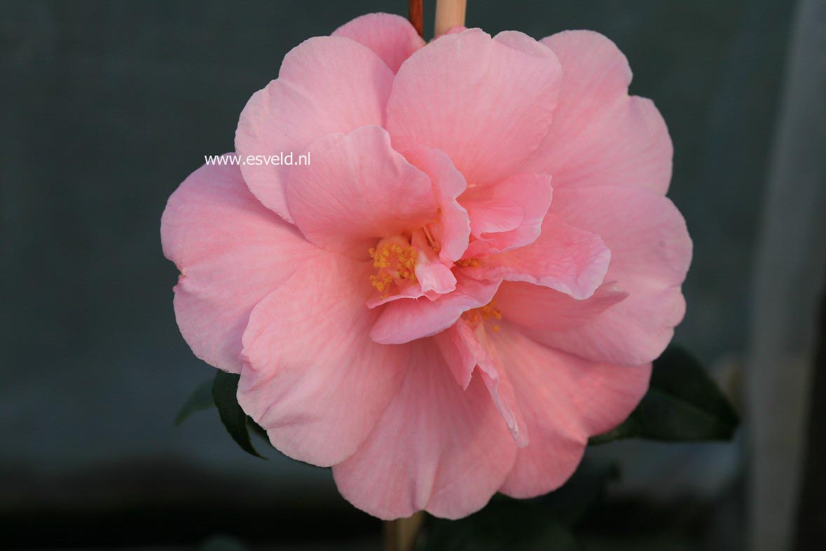 Camellia 'Arctic Dawn'