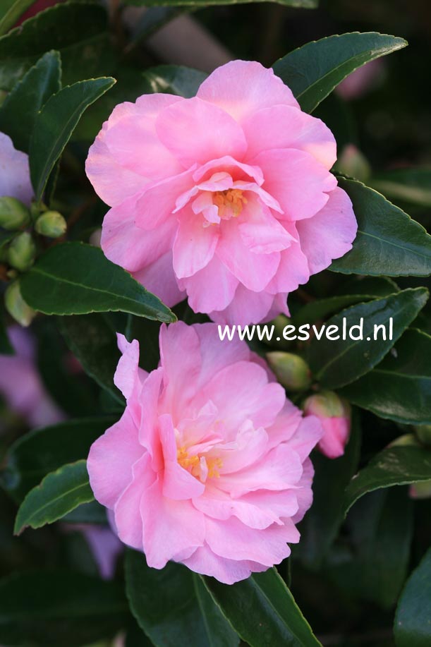 Camellia 'Ashton's Ballet'