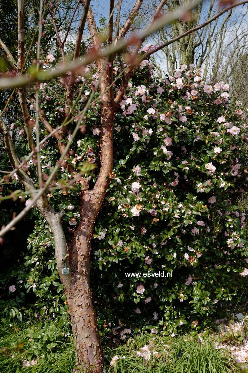 Camellia 'Barbara Clark'