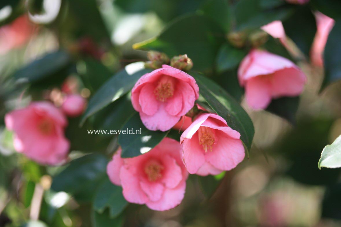 Camellia 'Cornish Spring'