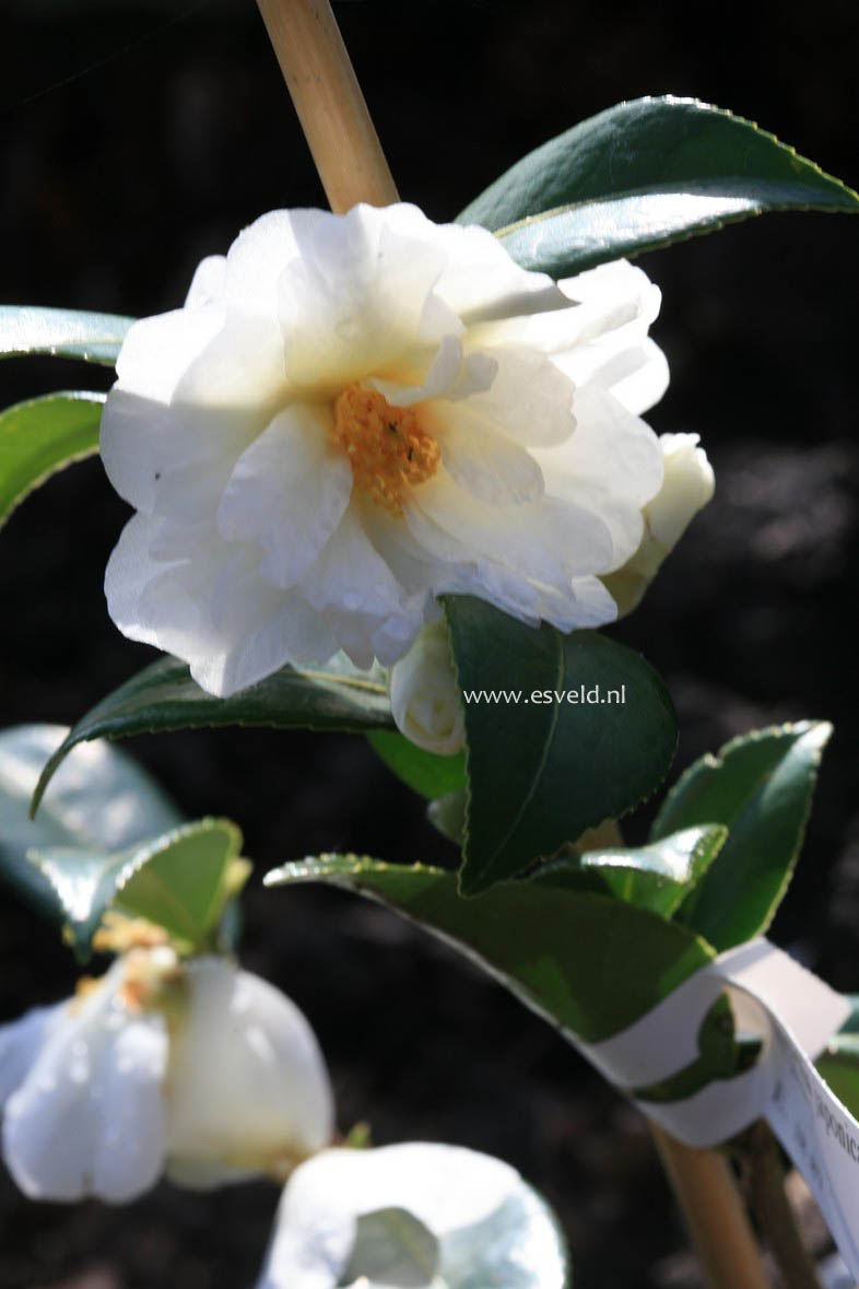 Camellia 'Elaine Lee'