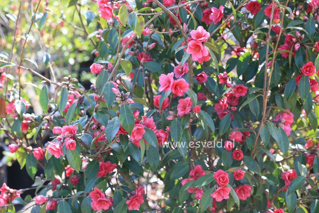Camellia 'Fairy Wand'