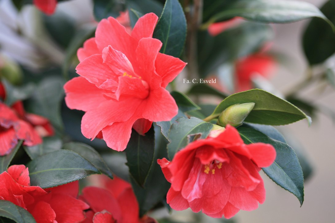 Camellia 'Freedom Bell'
