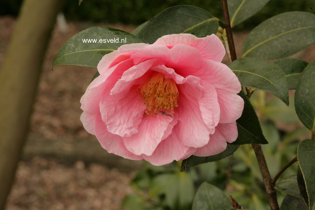 Camellia 'Ice Follies'