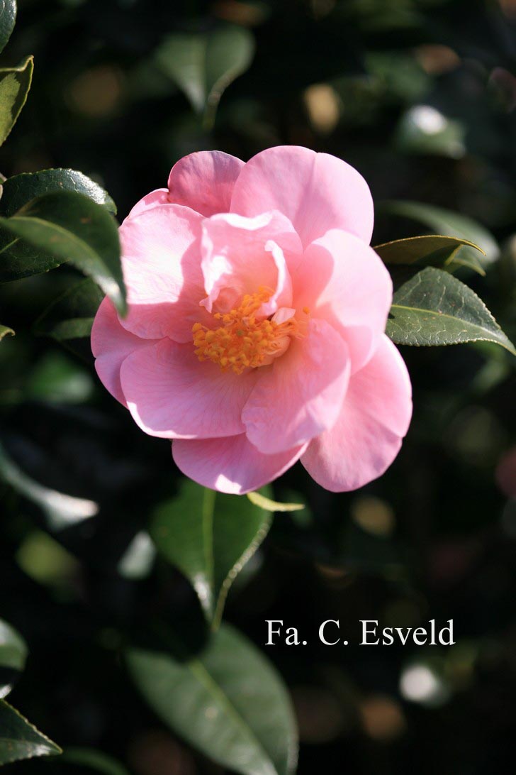 Camellia 'Pink Icicle'