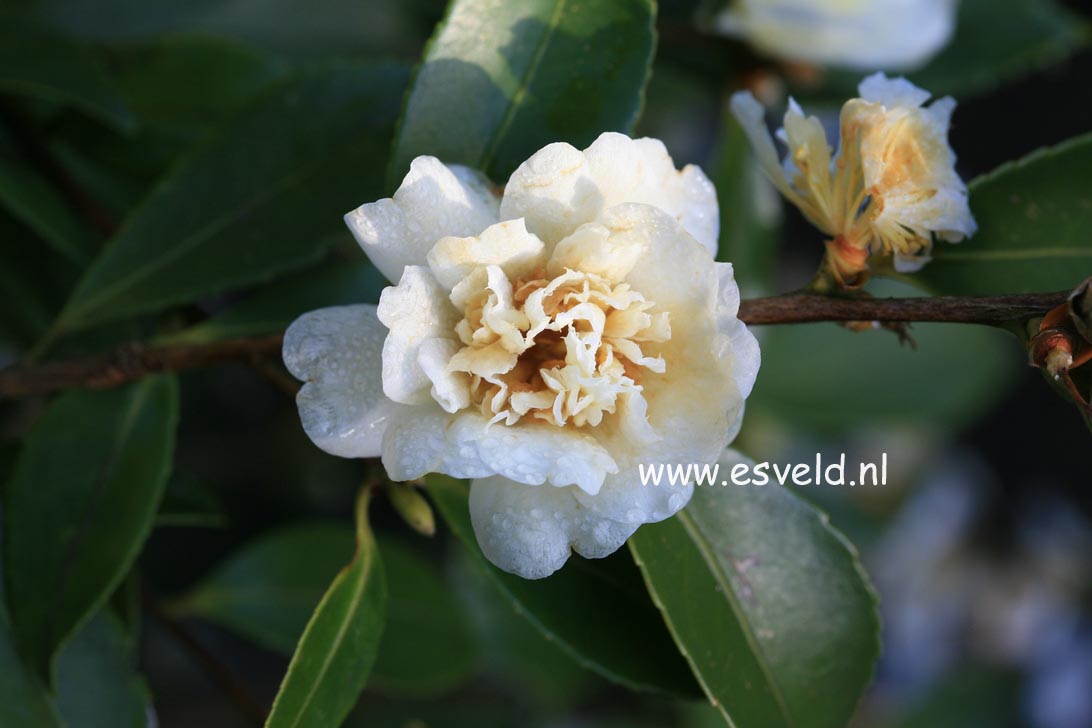 Camellia 'Snow Flurry'
