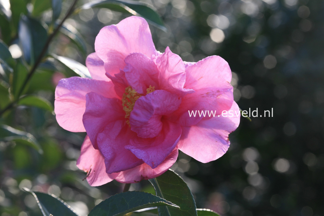 Camellia 'Snow Girl'