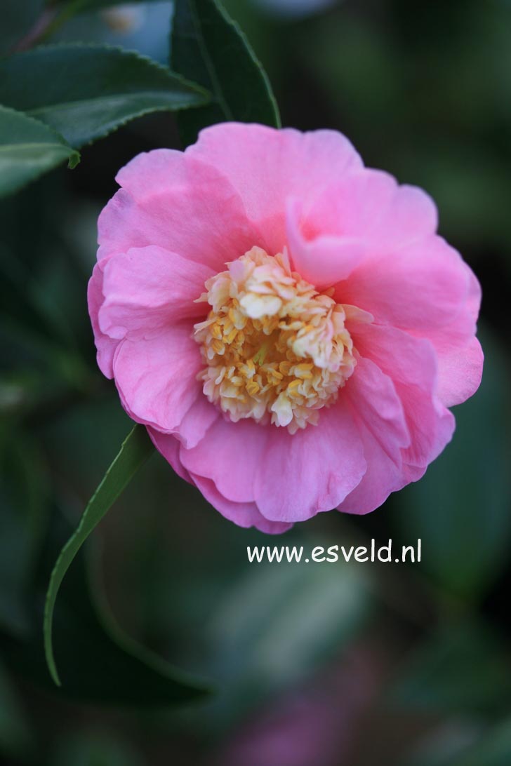 Camellia 'Sugar Dream'