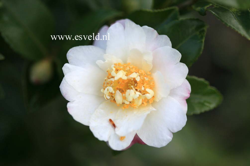 Camellia 'Winter's Cupid'