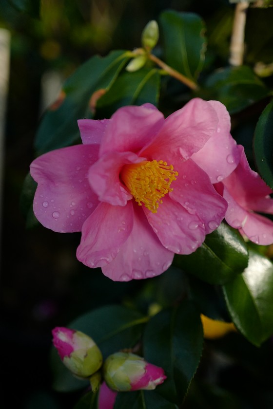 Camellia 'Winter's Fire'