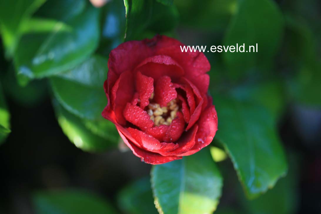 Camellia hiemalis 'Bonanza'