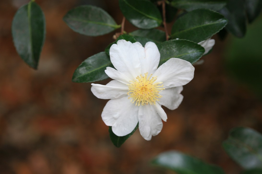 Camellia hiemalis
