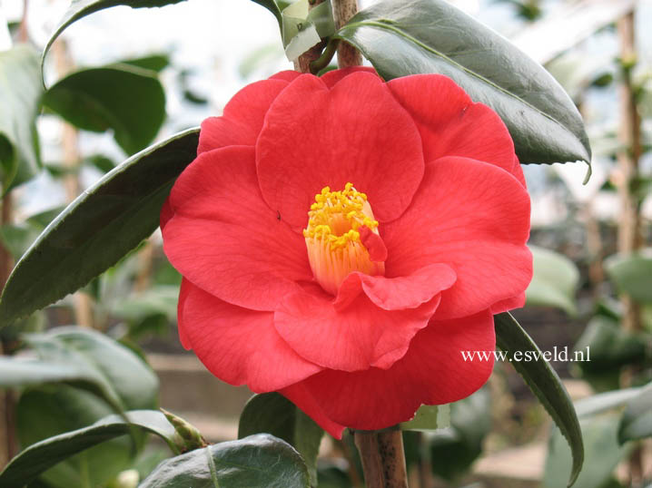 Camellia japonica 'Adolphe Audusson'