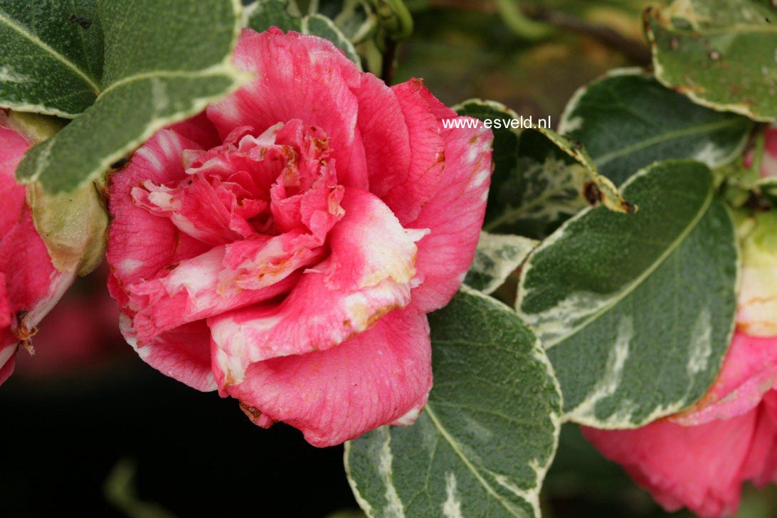 Camellia japonica 'Benten-kagura'