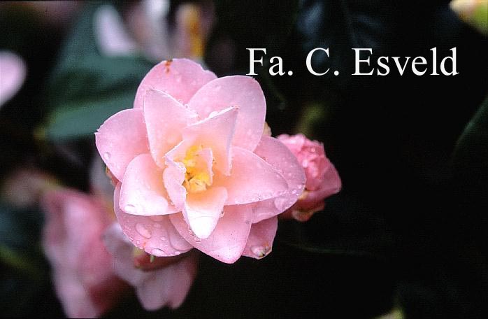 Camellia japonica 'Berenice Boddy'