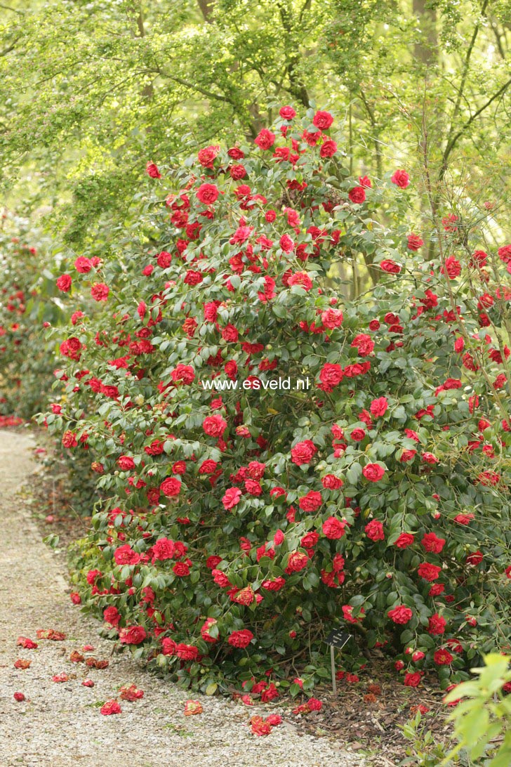 Camellia japonica 'Blood of China'