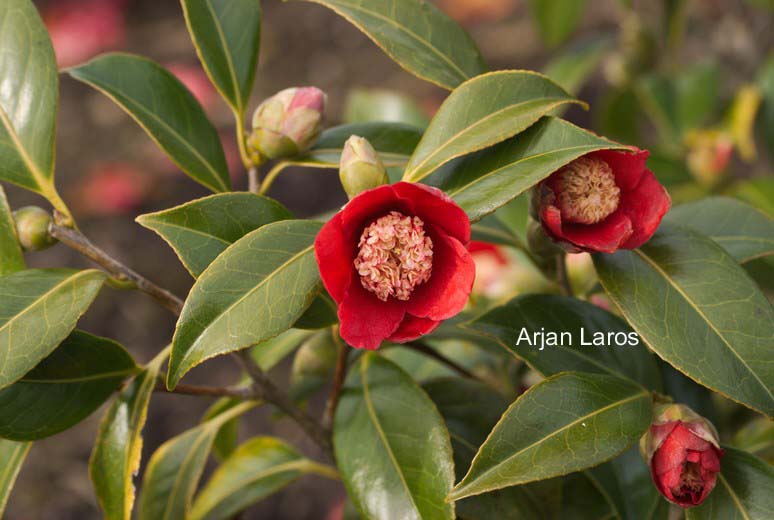 Camellia japonica 'Bokuhan'