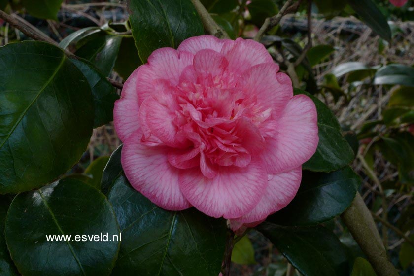 Camellia japonica 'Can Can'