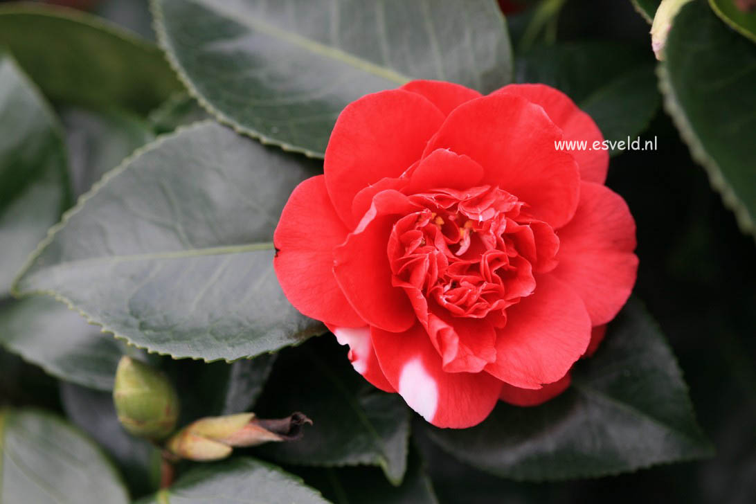 Camellia japonica 'Collettii'