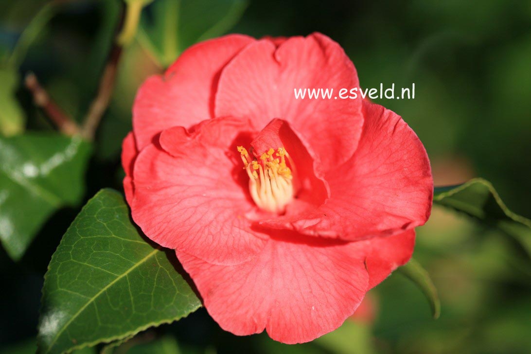 Camellia japonica 'Gloire de Nantes'