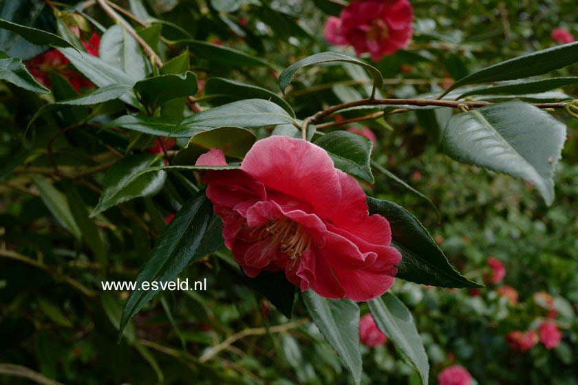 Camellia japonica 'Guilio Nuccio'