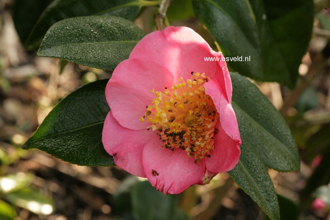Camellia japonica 'Hi-no-tsuri'