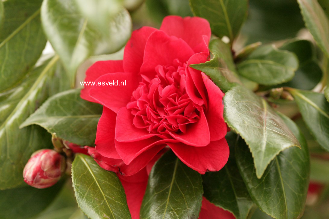Camellia japonica 'John Tooby'