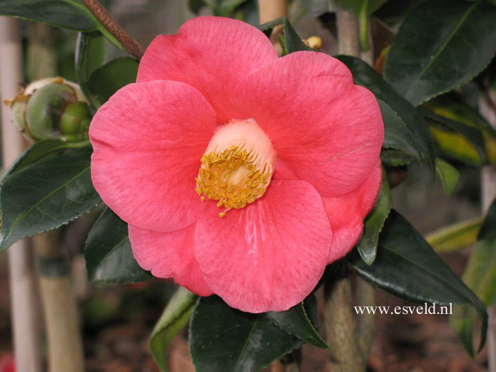 Camellia japonica 'Jupiter'