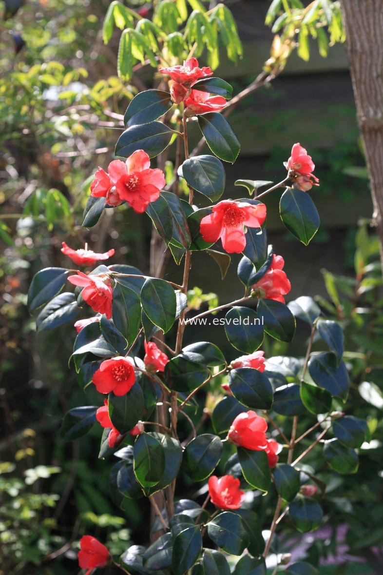 Camellia japonica 'Kimberley'
