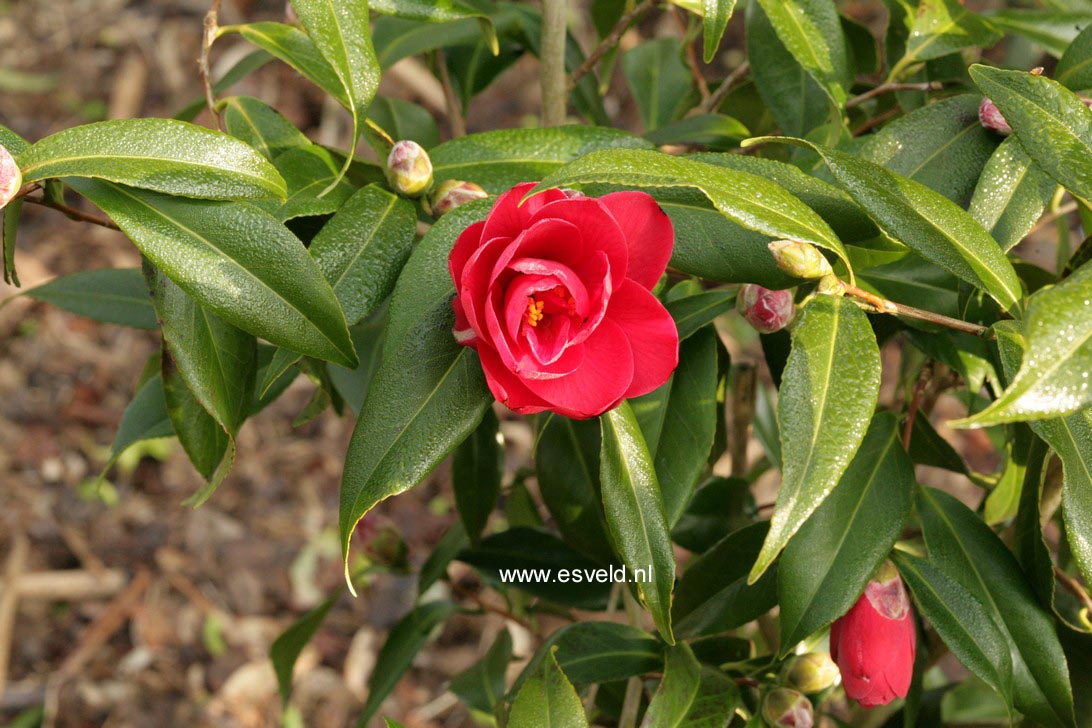 Camellia japonica 'Kuro Delight'