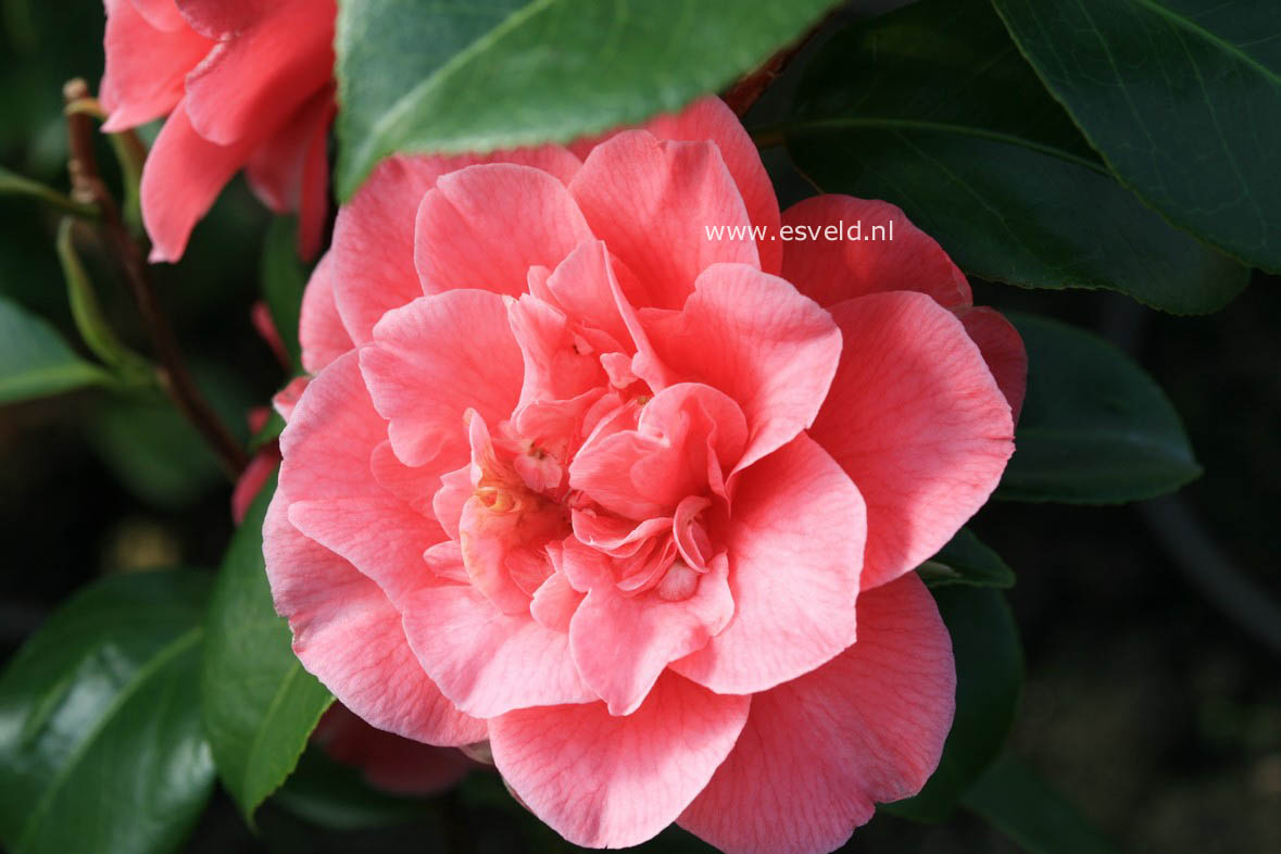 Camellia japonica 'Marie Bracey'