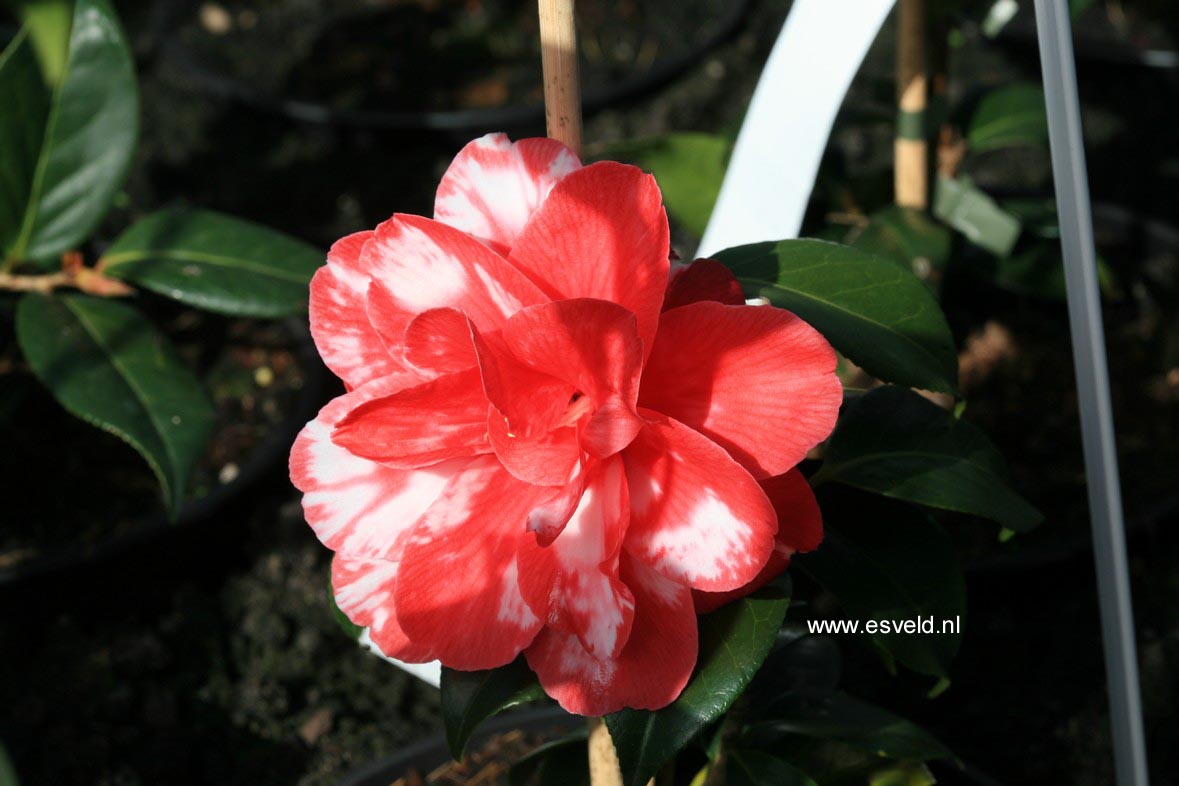 Camellia japonica 'Masayoshi'